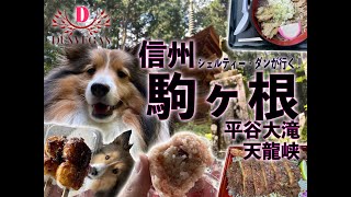 光前寺に住む霊犬・早太郎先輩に会いに行く【駒ヶ根・天龍峡・平谷大滝（長野県）】犬連れの旅