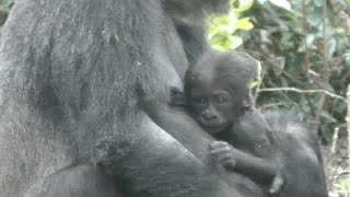 【京都市動物園】ゴリラの赤ちゃん、ママの胸にぴったり　Gorilla baby in mom's chest