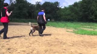 Vyatkins' I'Win - 8 m.o. obedience and contact with owner