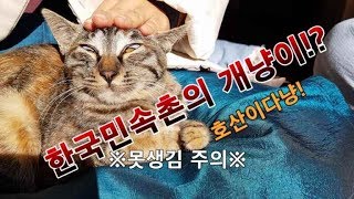 한국민속촌에 개냥이가 나타났다?! 그림도깨비를 타고다닌 그 고양이 호산이를 소개합니다