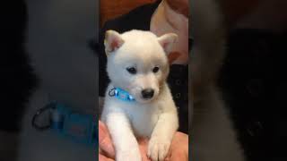 祖母とハチ　柴犬　子犬　白柴 Shiba inu Japan puppy dog