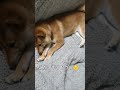 こたつ 柴犬のいる暮らし 新潟出身の寒がり そらさん😆