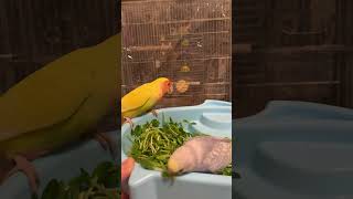 豆苗食べさせてたらコザクラインコに噛まれる😭