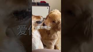 你快说我们是世界第一好！#狗狗#狗狗的心思都写在脸上了