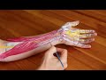 anatomy tutorial understanding carpal tunnel syndrome