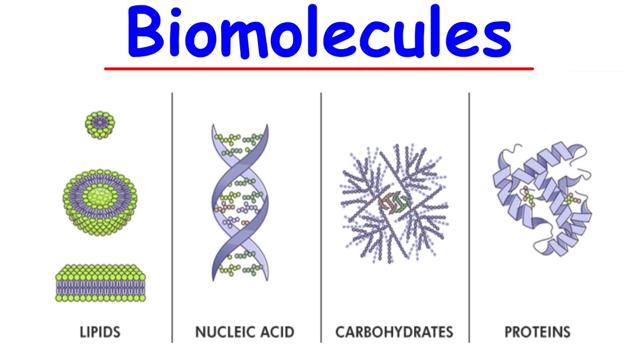 Biomolecules Lipids Proteins And Carbohydrates Problems Youtube