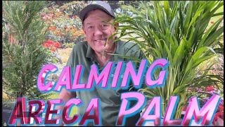 Ask Mr. Greenthumb Gardening Segments with Stan DeFreitas this week: The Calming Areca Palm Tree.