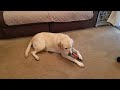 pippi review pippi likes the chuckit ultra fetch stick outdoor dog to