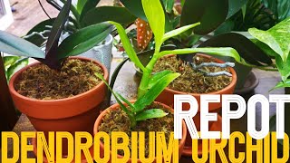 Will dendrobium orchid repotting go well? I 'm not sure. Lets have quick look