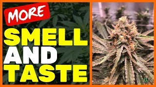 Make Your Weed SMELL and TASTE GREAT with These Tips
