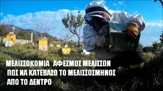 ΜΕΛΙΣΣΟΚΟΜΙΑ ΣΜΗΝΟΥΡΓΙΑ ΜΕΛΙΣΣΩΝ ΣΥΛΛΟΓΗ ΑΦΕΣΜΟΥ ΑΠΟ ΔΕΝΤΡΟ