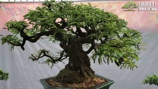 Tamarind bonsai tree in Vietnam || Cây Me bonsai đẹp của anh Sơn, Hà Nội