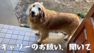 やっぱりママの言うことは聞かない老犬ゴールデンレトリバーの テンション低めな出迎え A senior golden retriever doesn’t listen to her mama.