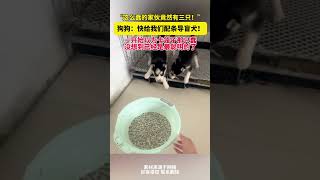 這麽蠢的家夥竟然有三只，狗狗：快給我們配條導盲犬，壹開始以為卡籠子那只蠢沒想到已經是最聰明的了！ #萌宠 #cuteanimal