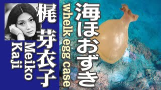 海ほおずき whelk egg case  　梶 芽衣子 Meiko Kaji