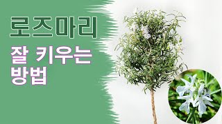 로즈마리 성장과정ㅣ로즈마리 잘 키우는 방법 ㅣ 로즈마리 씨앗을 파종해서 2년 4개월만에 꽃이 피었어요.ㅣRaising Rosemary