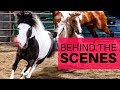 Behind-The-Scenes of Discover The Horse!