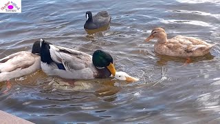 Duck mating