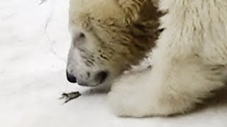 カエルとシロクマの赤ちゃん💗モモ姉ちゃん【天王寺動物園】