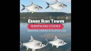 Essen Ikan Tawes Harian \u0026 Liar Semarwangi Essence