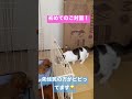 チワックスがやってきた！初めてのご対面　猫と犬との共存。