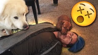 Playing Dead with PUPPIES!! Playing Dead with PUPPIES!!