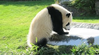 飼育員さんが投げてくれたおやつを探しにやってくる彩浜🌈 帰りたそうな彩浜におやつをくれた🐼