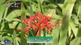 ぶっくまーく岩手　＃１５１「ヒガンバナ」岩手県北上市　【里の花山の花編】