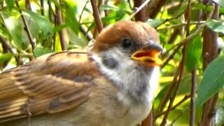 チュンチュン子すずめ親を呼ぶ　 Eurasian Tree Sparrow