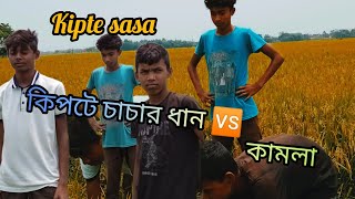 KIPTA SASAR KAMLA || কিপটা চাচার ধান VS কামলা