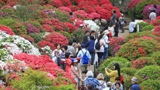 色鮮やか 咲き競う春 根津神社のツツジ