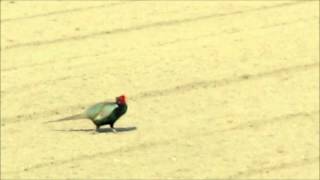 キジ　pheasant.wmv