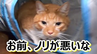 夜落ち着かない猫さんが眠りにつくまで【侵入した野良仔猫】～家猫修行中～