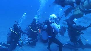 【ダイビングで見られる冬の生き物】 思わず絶叫しちゃう光景が目の前に！ドチザメ・アカエイトルネード SNSIダイビングライセンス取得 国内