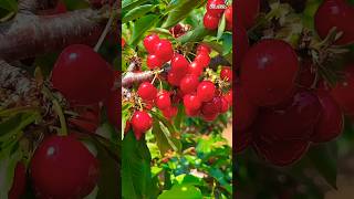 Cherry Tree Video | #Shorts #viralshorts #viralasmr #fruits #naturesounds #farming