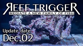 バリ産ライブロック RTセレクト XLサイズ[LR1202-2]REEF-TRIGGER