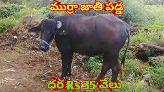 MURRAH BUFFALO ముర్ర పడ్డా FOR AVAILABLE 9390932797