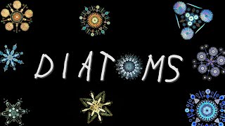 Diatoms in about 2 minutes