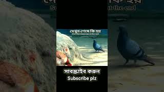 অপরুপ সুন্দর কবুতর পাখি দেখুন [] অসাধারণ। #অপরুপ