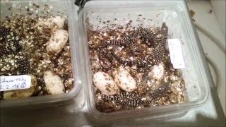 Varanus Timorensis Babies Hatching!