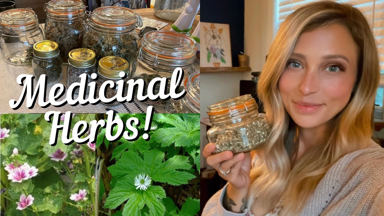 Medicinal Herbs To Have In Your Prepper Pantry | Herbal Medicine ...