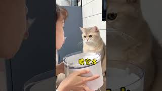 如何对付调皮捣蛋的小猫咪！终极2.0版😏 猫猫的心思全写在脸上了 我和我的猫 新年又开始摸猫头了 猫猫：让我瞅瞅什么情况