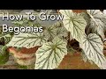 How To Grow Begonias - Plant  Care- Light, Watering & Fertiliser for all types of Begonias.