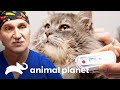 Dr. Jeff procura um lar para gatinho com AIDS | Veterinário das montanhas | Animal Planet Brasil