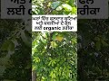 ਘਰਾਂ ਦੇ ਵਿੱਚ ਫਲਦਾਰ ਬੂਟਿਆਂ ਅਤੇ ਸਬਜ਼ੀਆਂ ਦੇ ਫਲ ਲਈ organic ਤਰੀਕਾ organic organicvegetables vegetables