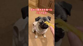 【初めて焼き芋を食べたパグの反応】 #shorts #パグ #フレブル #こいぬ #pugs #frenchies #かわいい #癒し