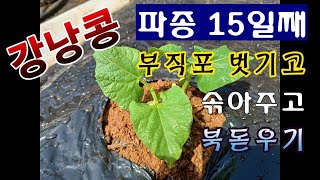 [텃밭농부.956]  강낭콩 파종 15일째 보식하고 솎고 북돋우기 #강낭콩재배