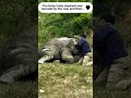 rescue a baby elephant that fell into a water hole..... animals shortvideo elephant