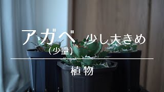 アガベ紹介（少し大きめ）｜パート１- Agave