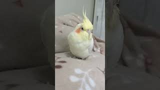 寒さはインコの大敵！暖房費をケチらないで下さい♥ #cockatiel #きなこ日記 #オカメインコ #オレンジチークのきなこちゃん